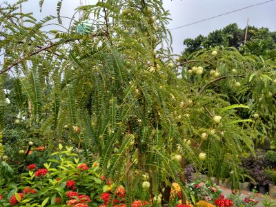 Amla