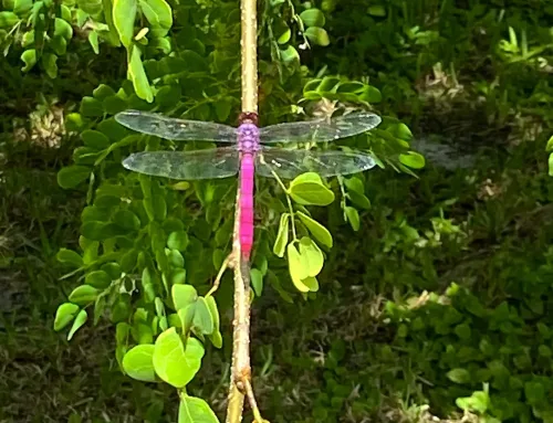 The Mystery Messages of The Dragonfly
