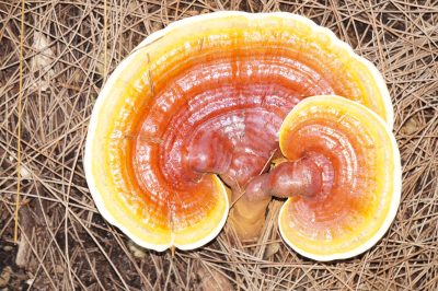 Reishi Mushroom
