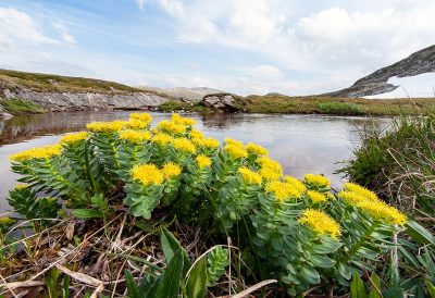 Rhodiola-rosea